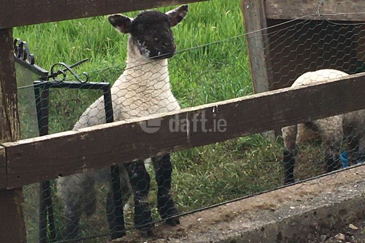 Larraga, Kylebrack, Loughrea, Drumkeary, Co. Galway