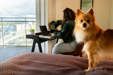 Property Header