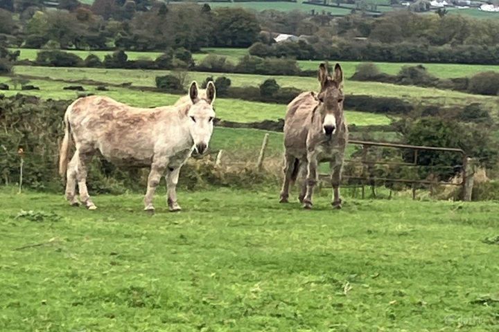 Ballynoulty, Kildorrery, Mitchelstown, Co. Cork