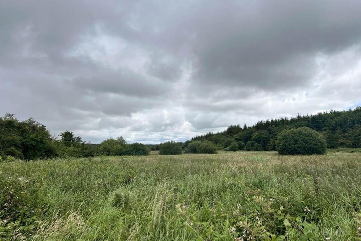 Approx, 4.77 Ha (11, 8 Acres), Ballincurry, Castlerea, Co. Roscommon, F45RF98