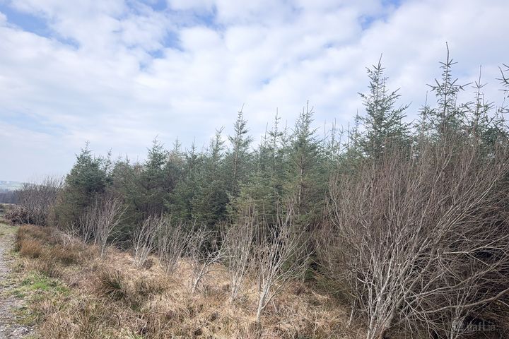 Ref 1169 - Forestry Lands, Garrane, Portmagee, Co. Kerry