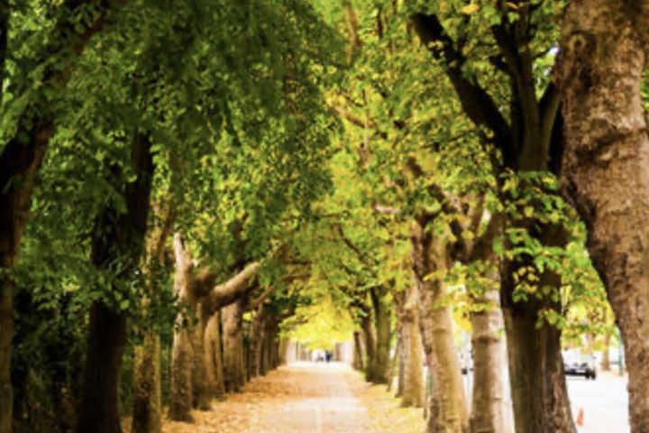 102 Griffith Ave, Drumcondra, Dublin 9, Dublin 9, Dublin