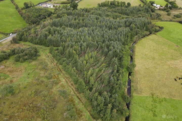 Forestry at Rosduff, Aughnacliffe, Co. Longford