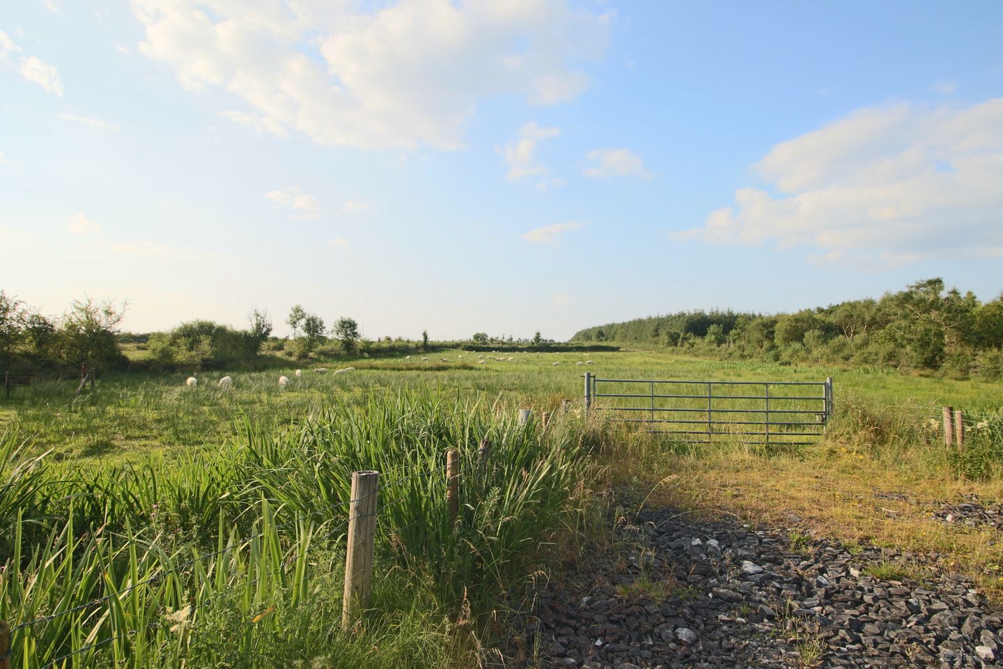Tartan, Ballinameen, Co. Roscommon
