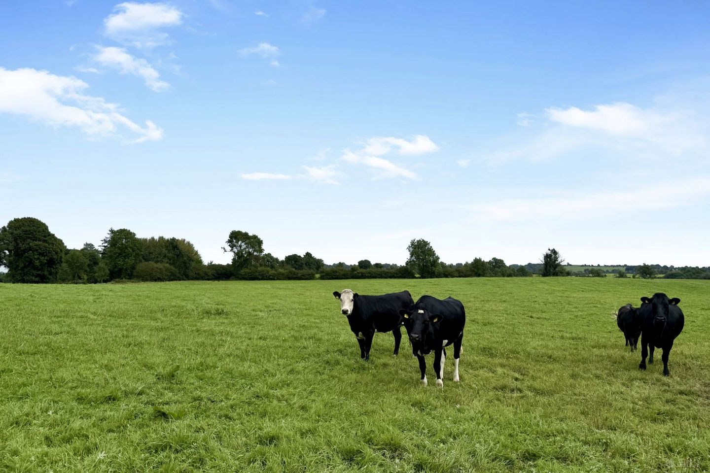 Kilgawny(Lot 4 C. 31.721 Acres Of Mature Forestry), Rathconrath, Co. Westmeath