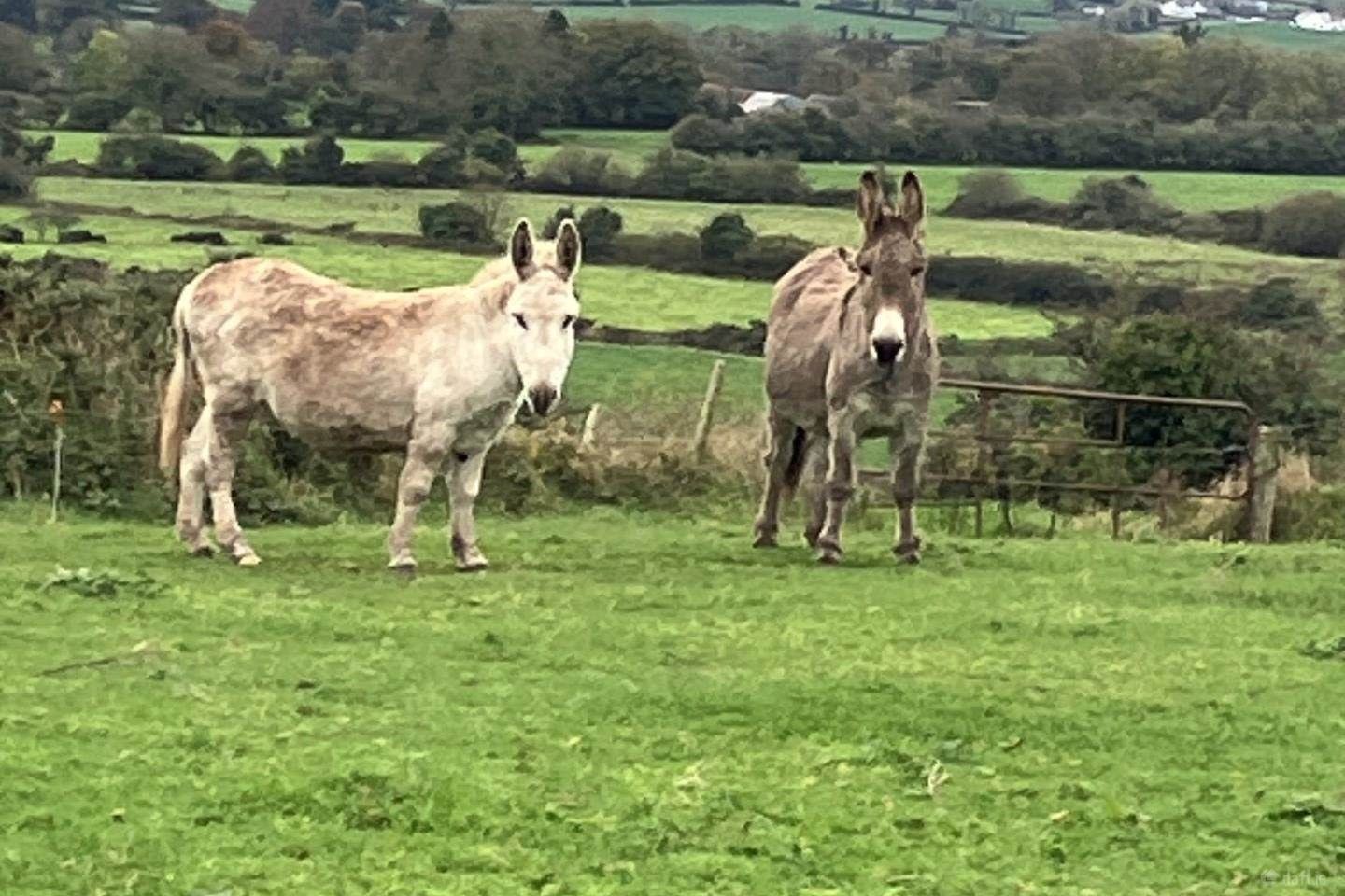 Ballynoulty, Kildorrery, Mitchelstown, Co. Cork, Mitchelstown, Co. Cork