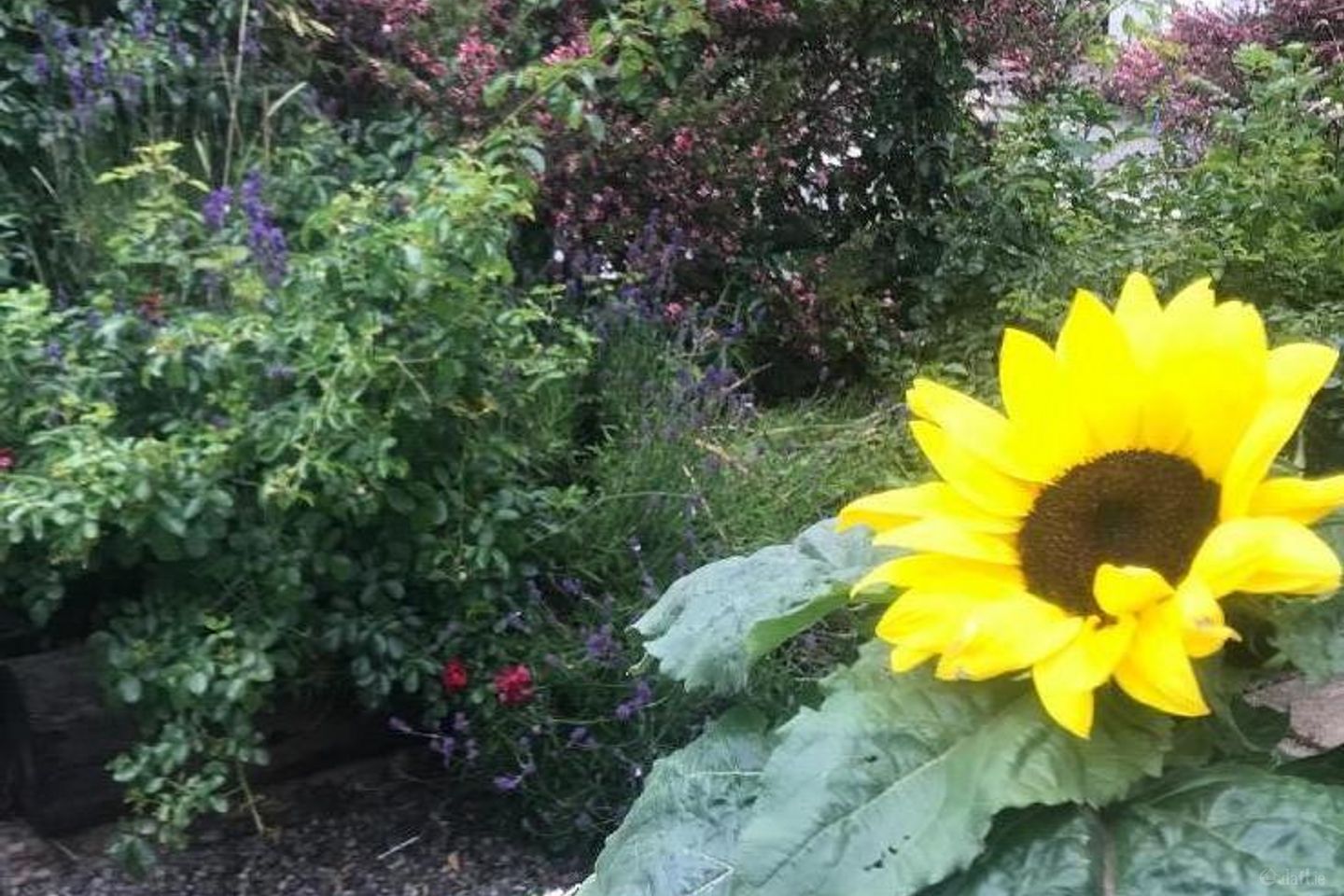 Short Term Accommodation Maynooth Kilcloon , Kilcloon, Co. Meath