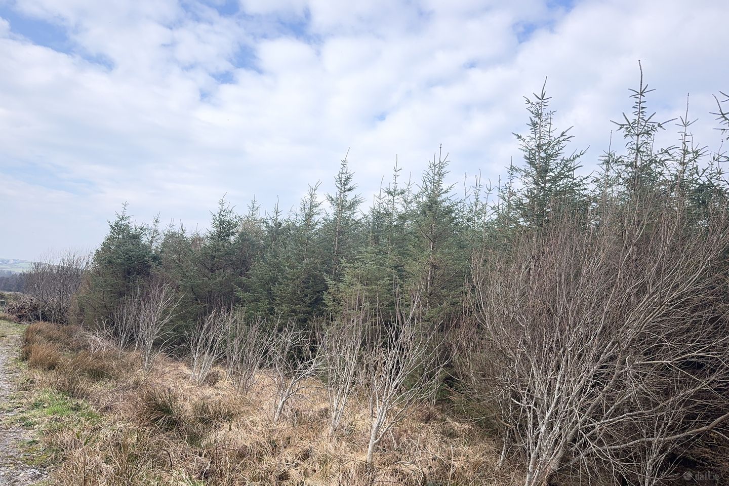 Ref 1169 - Forestry Lands, Garrane, Portmagee, Co. Kerry
