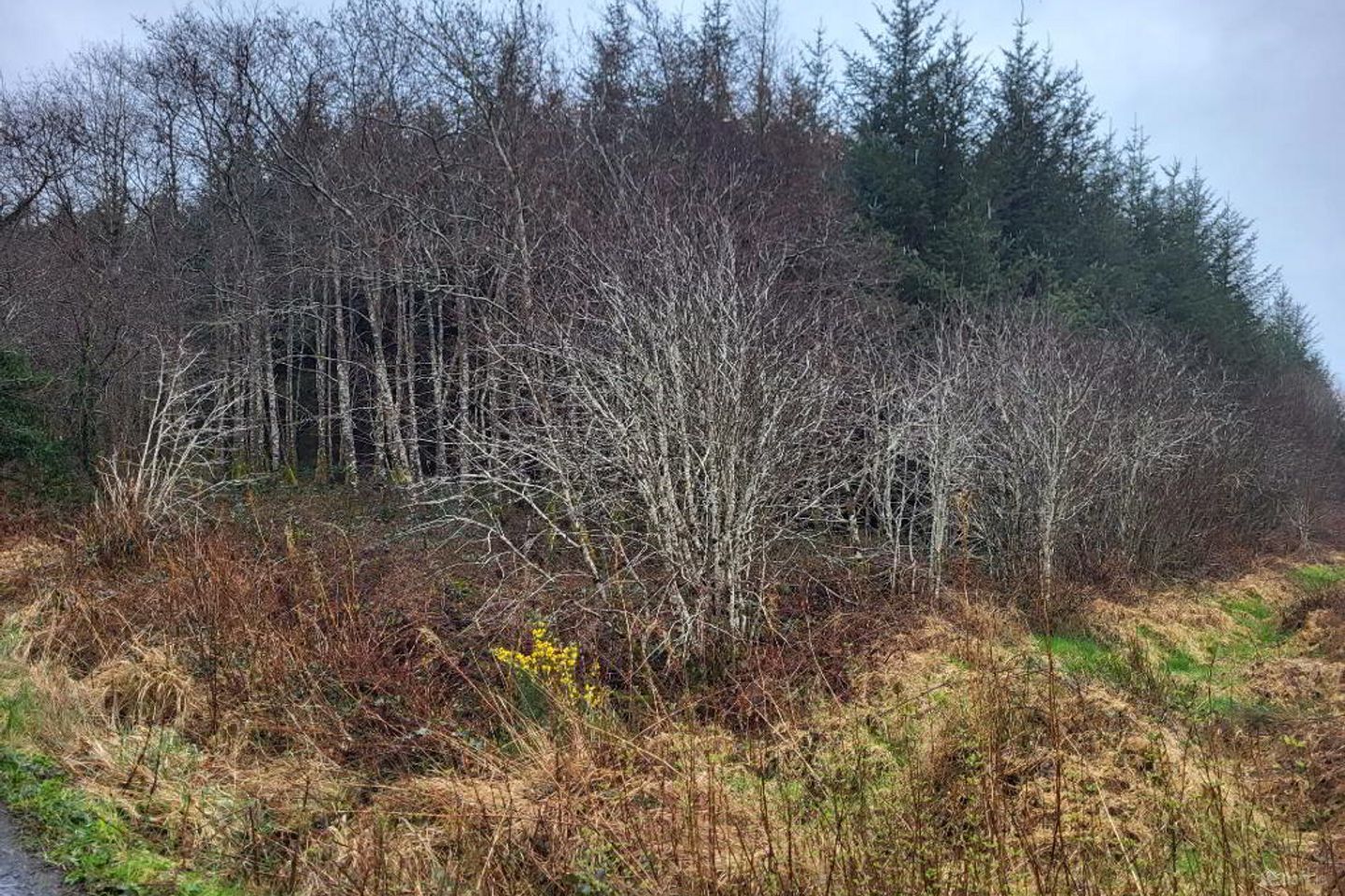 Fuel, Curry, Co. Sligo