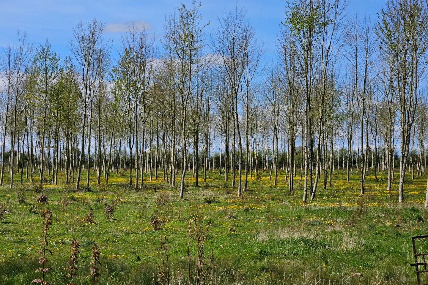 Mountmask, Coolderry, Birr, Coolderry, Co. Offaly