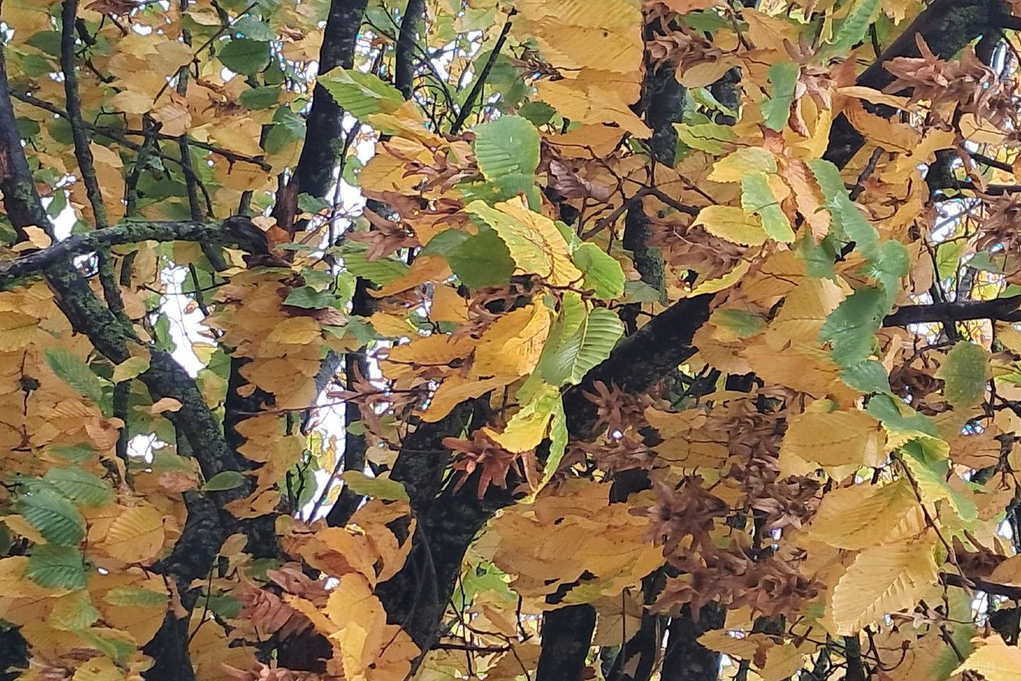 Kimmage, Kimmage, Dublin 6W