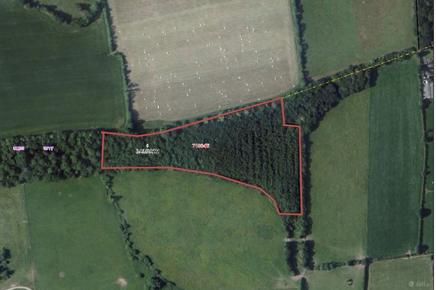 Forestry @ Flemington, Balrath, Co. Meath