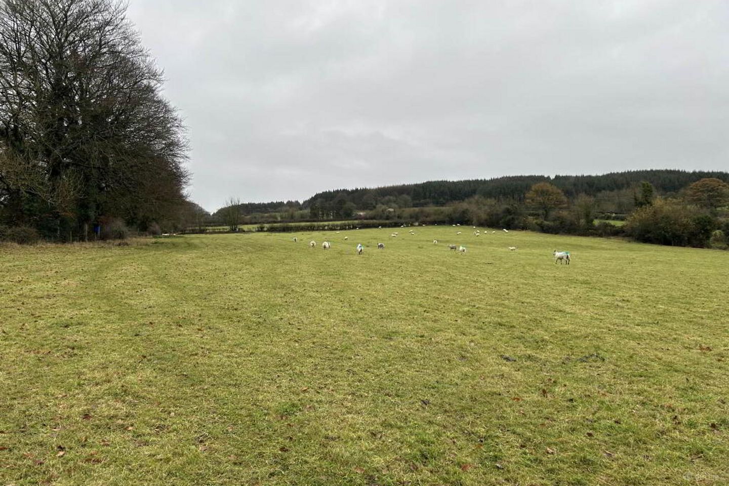 C. 4.28 Ha At Ballyduff, Roscrea, Co. Tipperary