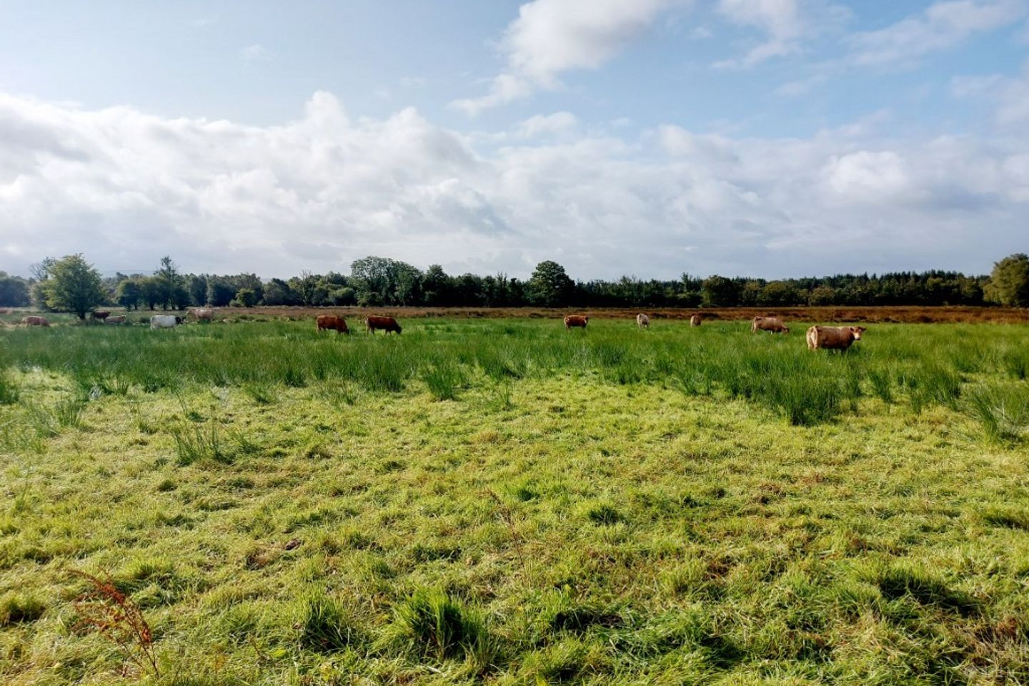 Ayle, Feakle, Co. Clare