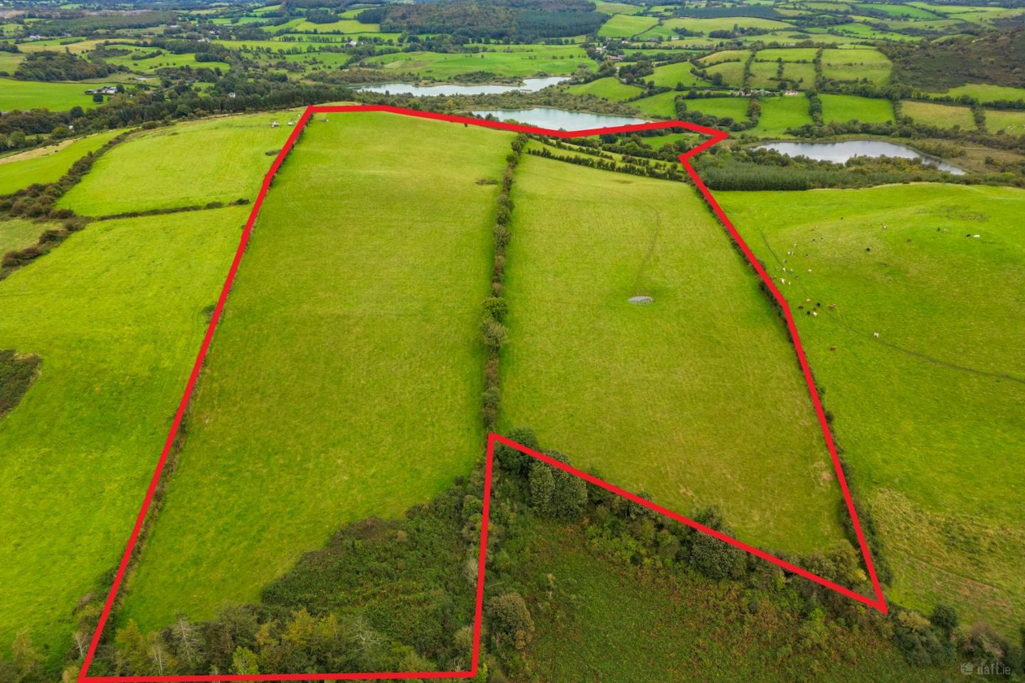 Ben of Fore, Castlepollard, Co. Westmeath