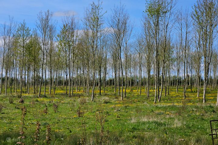 Mountmask, Coolderry, Birr, Coolderry, Co. Offaly
