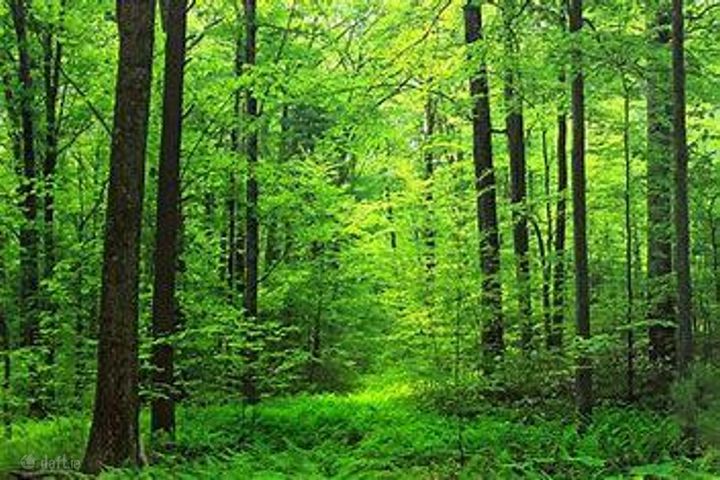 Curaheen, Toomevara, Nenagh, Co. Tipperary