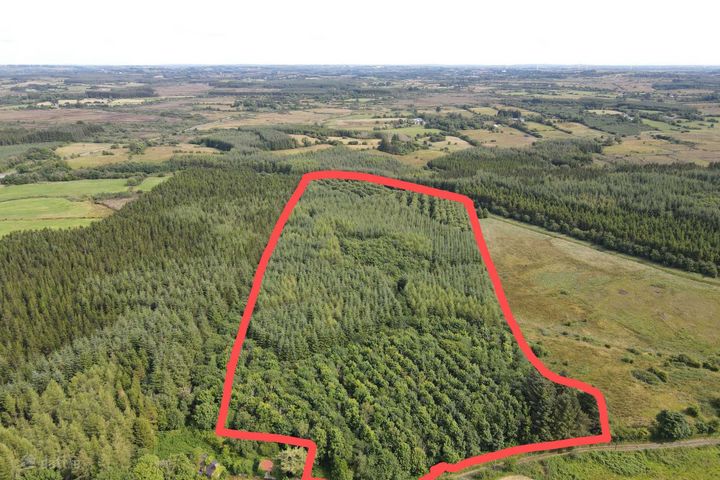 Woods, Kiltimagh, Co. Mayo