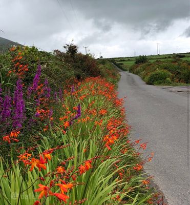 Ballyrishteen, Dingle, Lispole, Co. Kerry