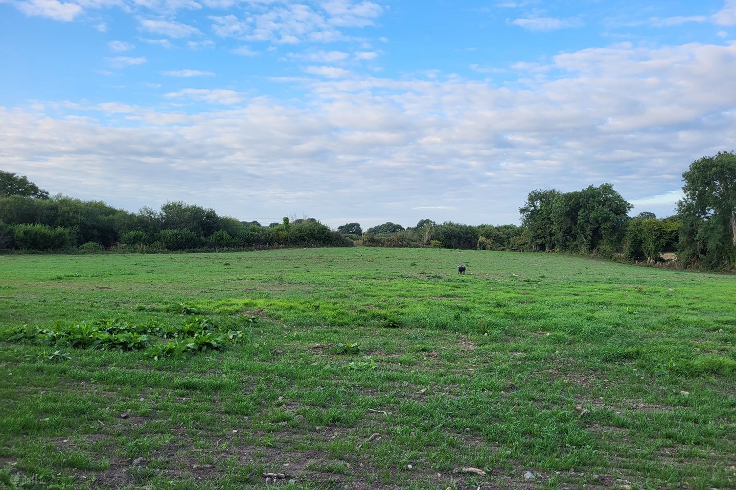 Rynn Rosenallis, Rosenallis, Co. Laois