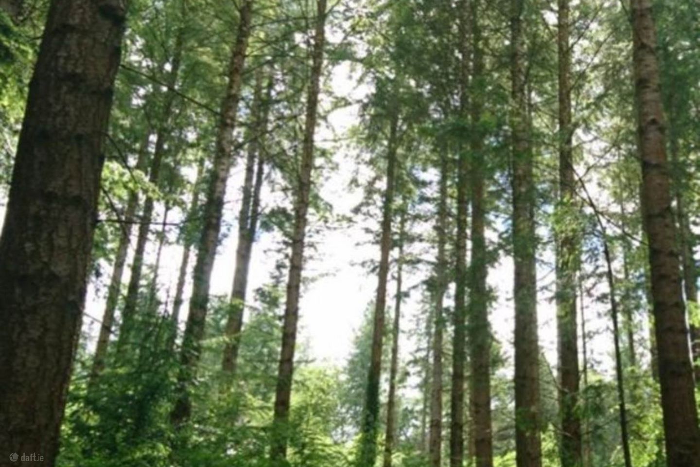C.40 Acres Forestry, Gorteenruckaun, Ballygar, Co. Galway