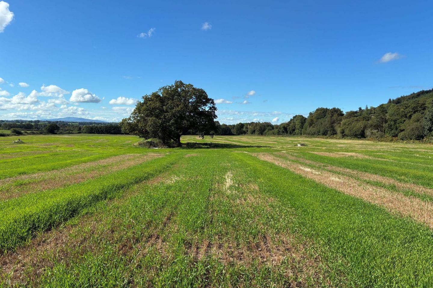Killurney, E91 T680, Clonmel, Co. Tipperary