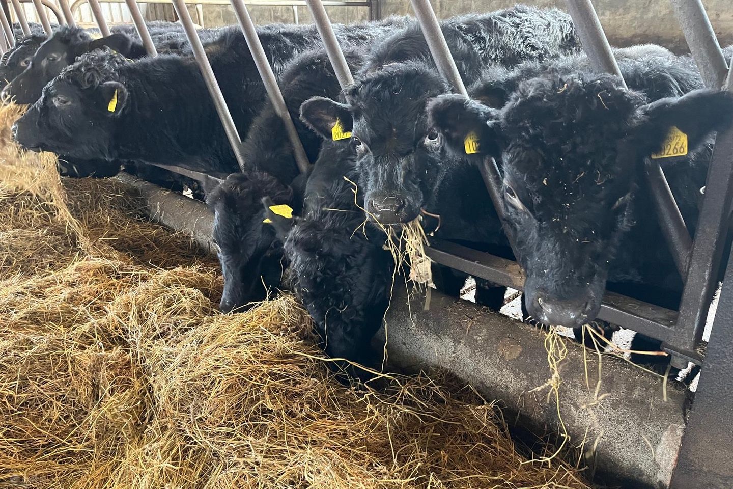 ballinasloe, Ballinasloe, Co. Galway