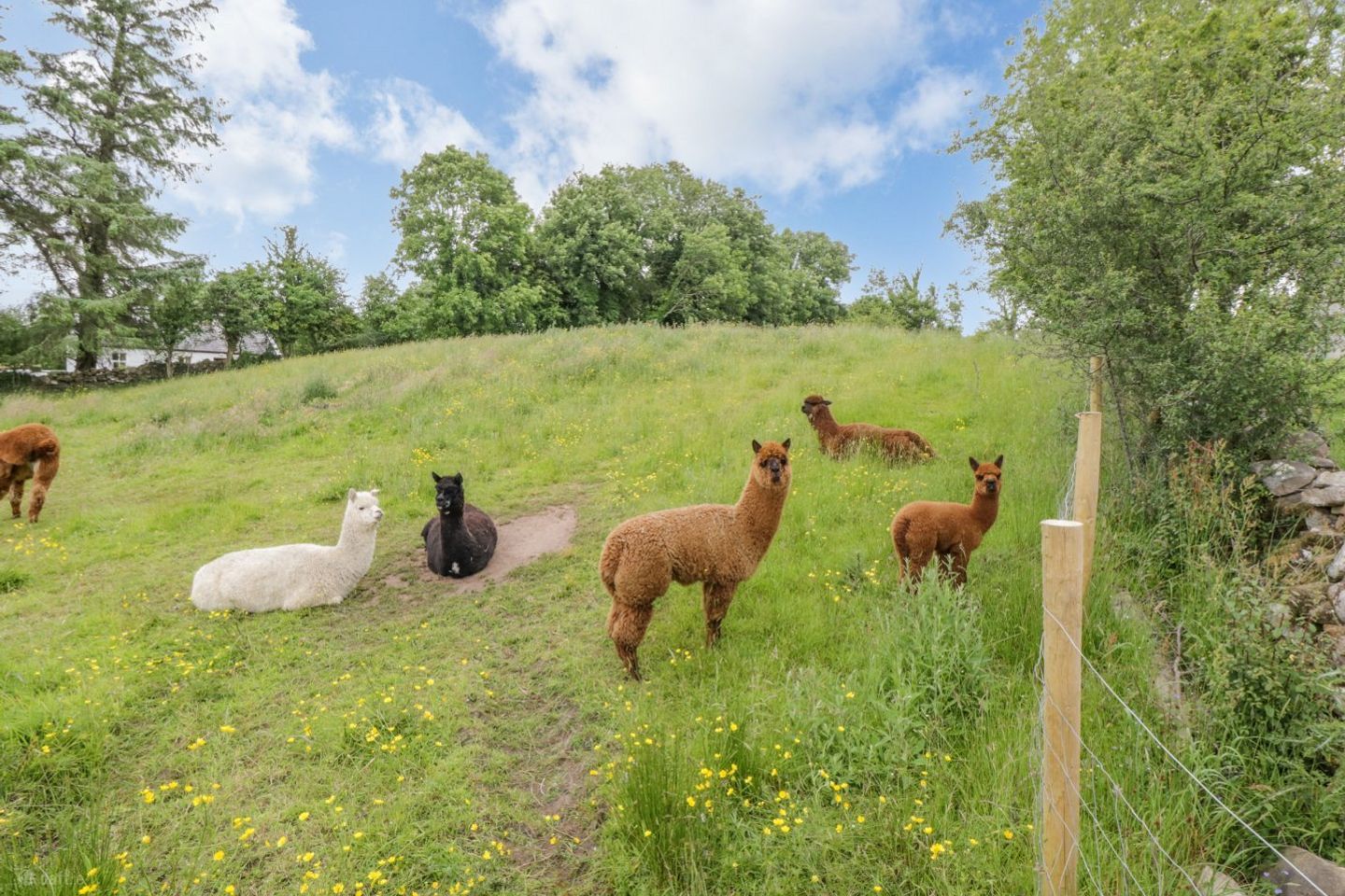 Ballintubber, Co. Mayo