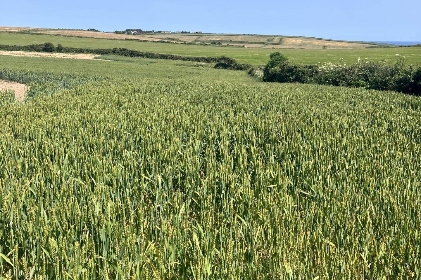 Ballygeany, Ballycotton, Co. Cork