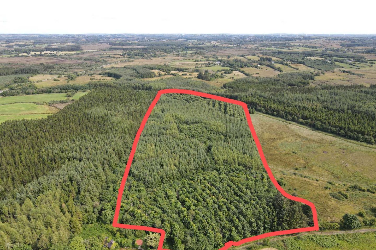 Woods, Kiltimagh, Co. Mayo