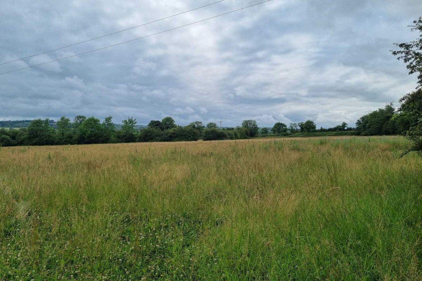 Land & Old Cottage, Ballylynan, Co. Laois is for sale on Daft.ie