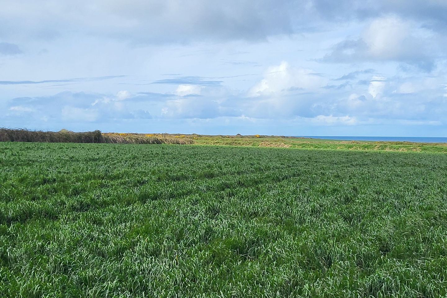 Drumnacurra, Causeway, Co. Kerry