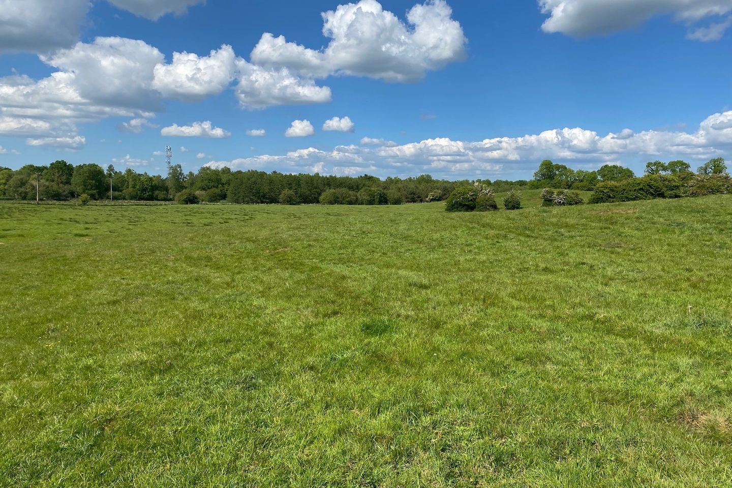 Roebuck, Mountnugent, Co. Cavan