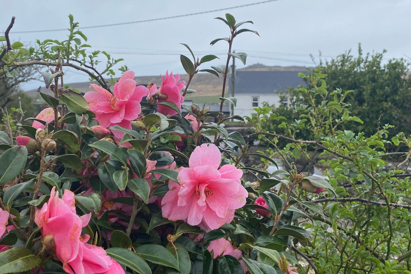 Dingle, Ballydavid, Co. Kerry