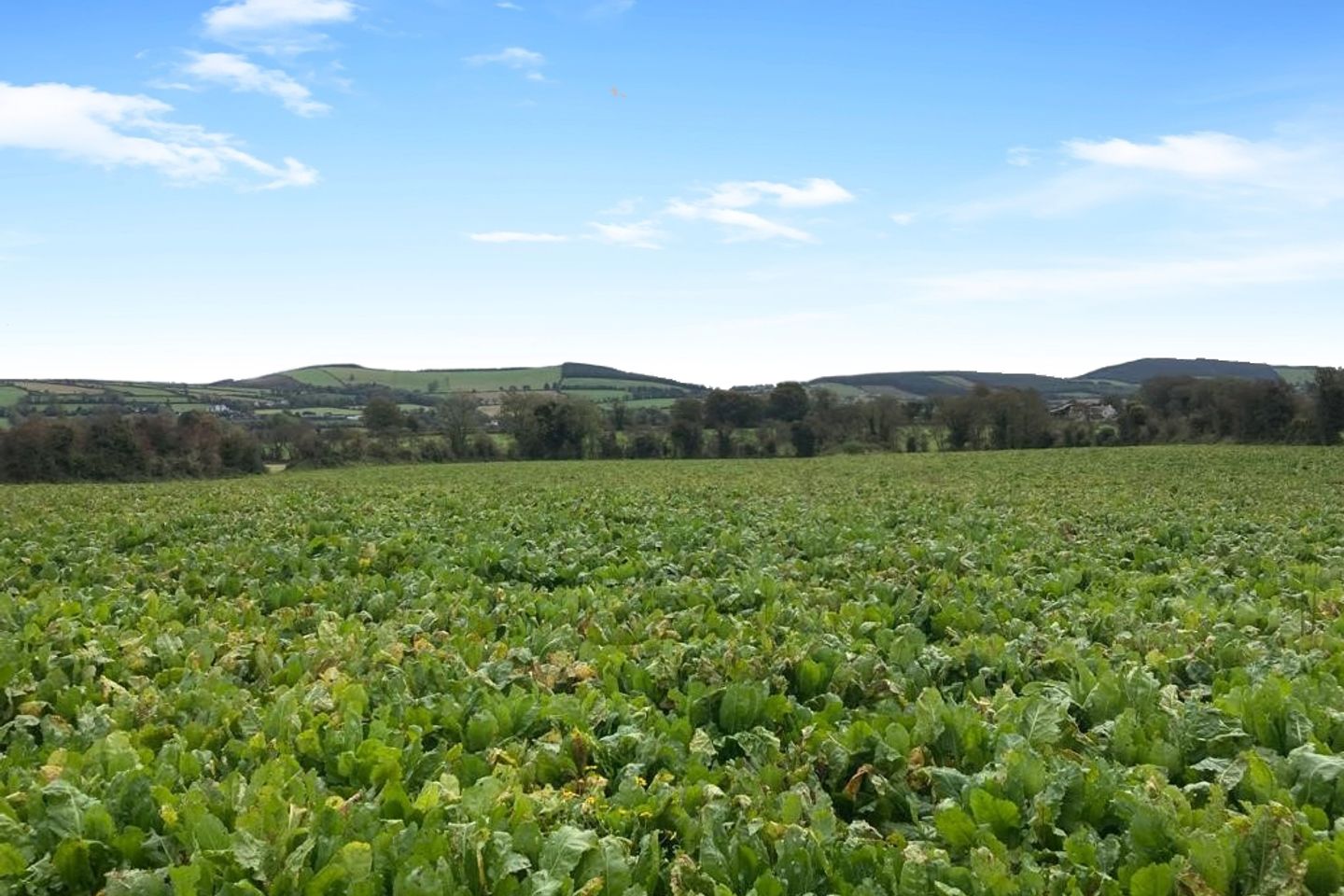 Commercial property for sale in Knockshaunfin, Ballyellis, Gorey, Co