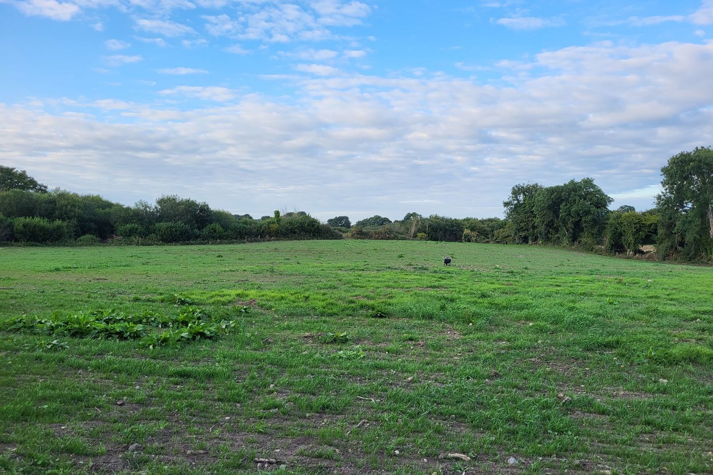 Rynn Rosenallis, Rosenallis, Co. Laois