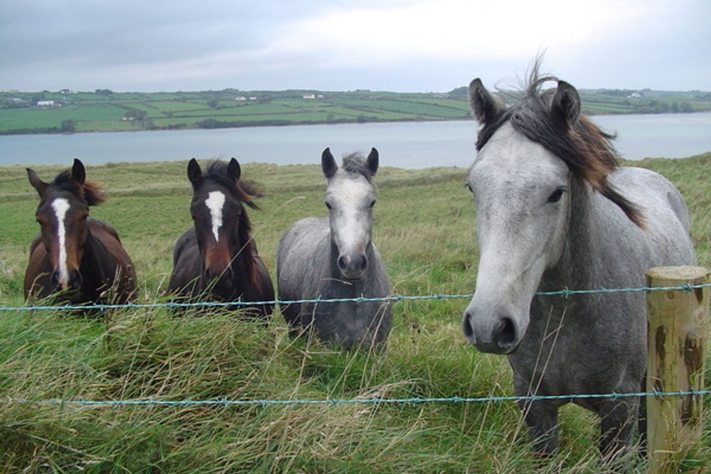 Ross, Killala, Co. Mayo is for sale on Daft.ie