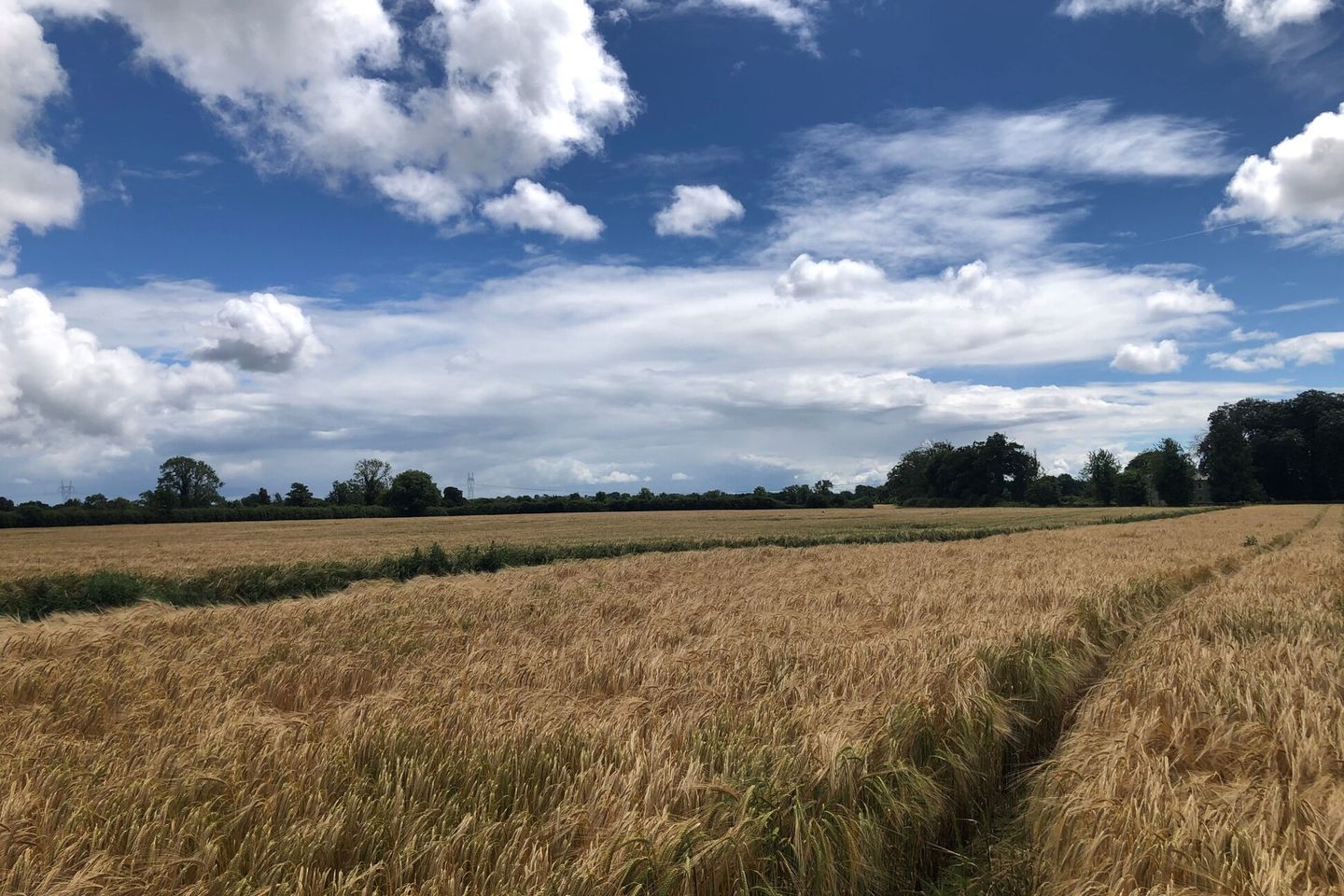 Commercial property for sale in Lands In Carbury, Approx. 69 Hectares (172 Acres), Carbury, Co