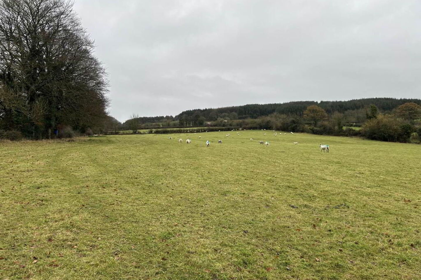 C. 4.28 Ha At Ballyduff, Roscrea, Co. Tipperary