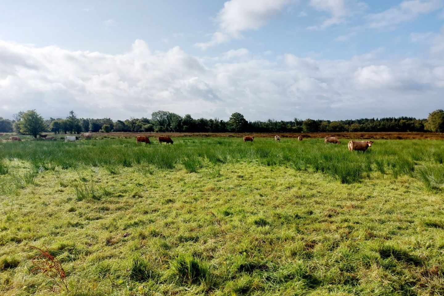 Ayle, Feakle, Co. Clare