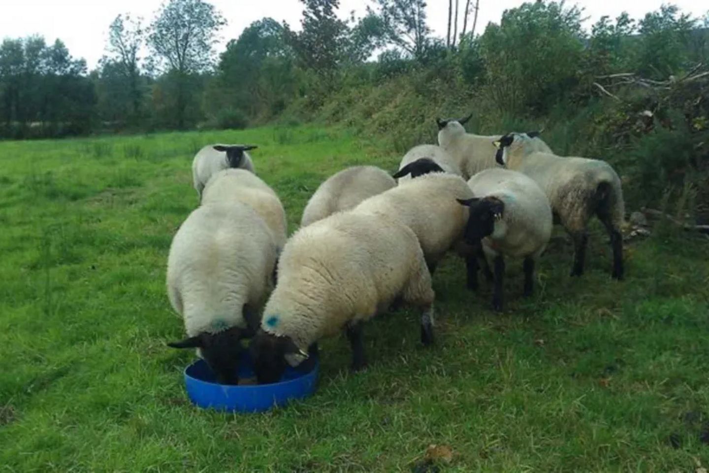 Commercial property for sale in Glenlon South, Ardnacrusha, Co. Clare