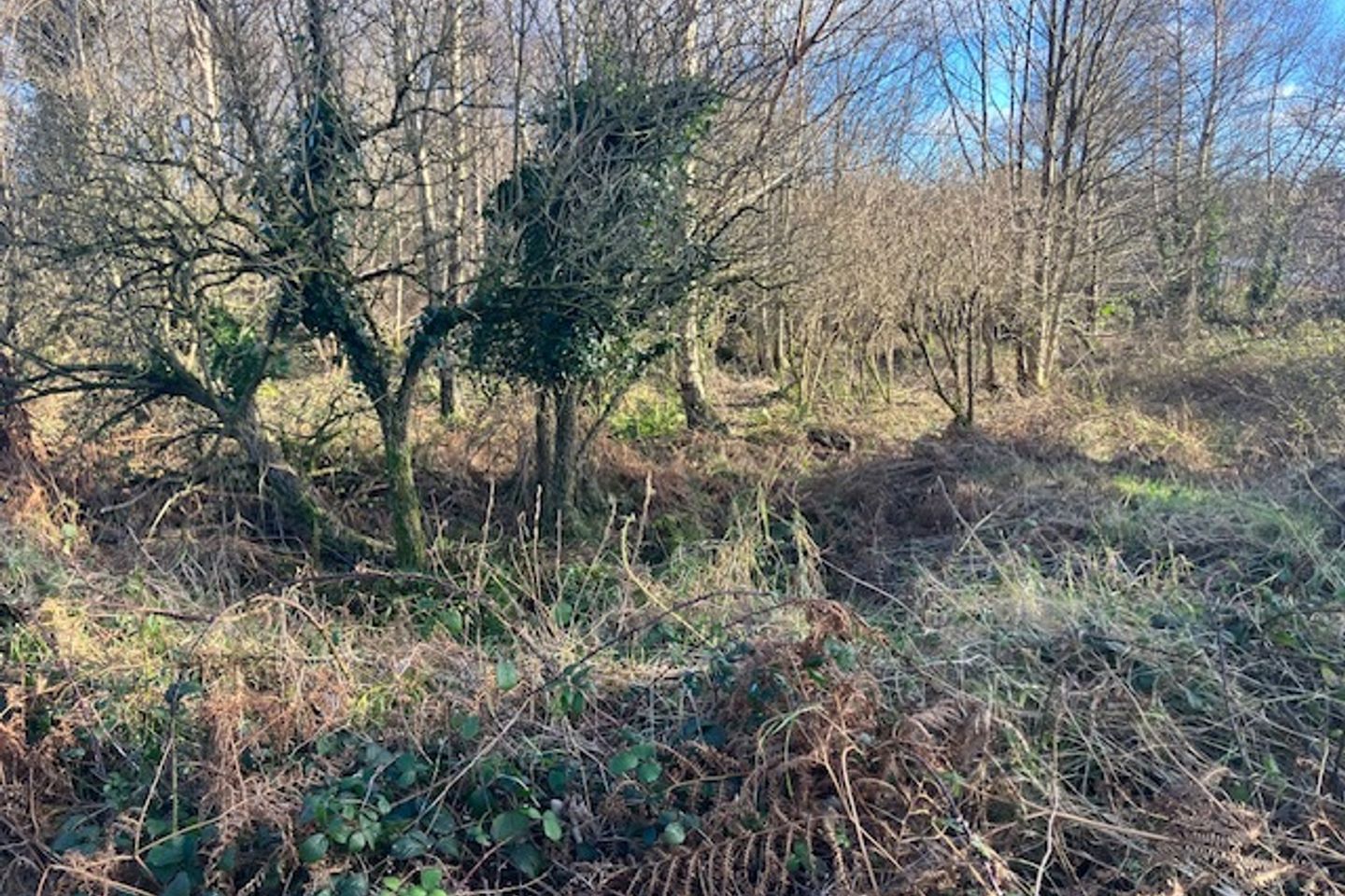 Commercial property for sale in Tomriland, Roundwood, Co. Wicklow