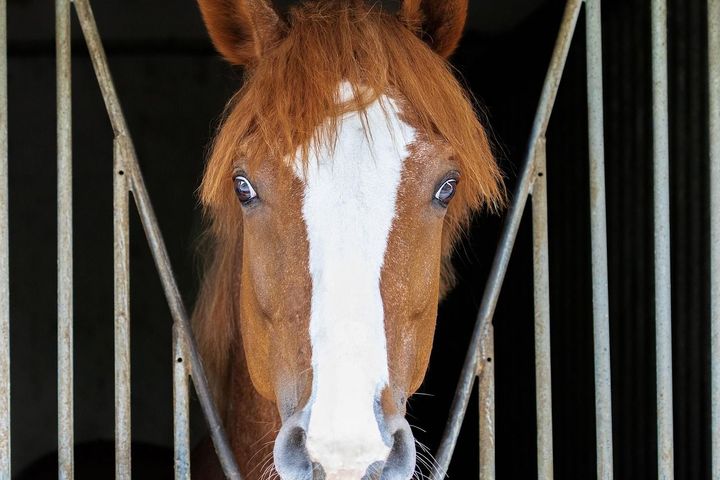 Rathbride, Newtown, Co. Kildare
