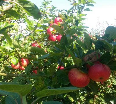 The Moon Shadow,125 Goat Street,Dingle,Tralee,Co. Kerry, Dingle, Co. Kerry