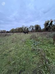 Philipstown Upper, Cushina, Co. Offaly - 