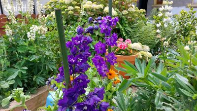 The Moon Shadow,125 Goat Street,Dingle,Tralee,Co. Kerry, Dingle, Co. Kerry