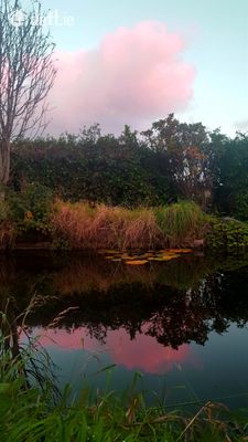 The Moon Shadow,125 Goat Street,Dingle,Tralee,Co. Kerry, Dingle, Co. Kerry