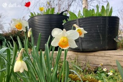 The Moon Shadow,125 Goat Street,Dingle,Tralee,Co. Kerry, Dingle, Co. Kerry