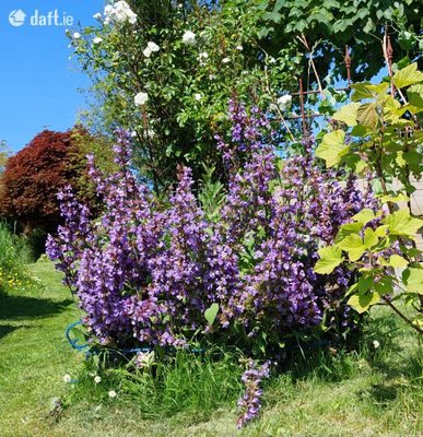 The Moon Shadow,125 Goat Street,Dingle,Tralee,Co. Kerry, Dingle, Co. Kerry