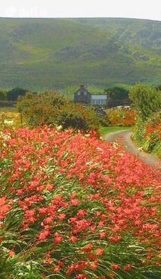 Ballintlea,Ventry,Tralee,Co. Kerry, Ventry, Co. Kerry